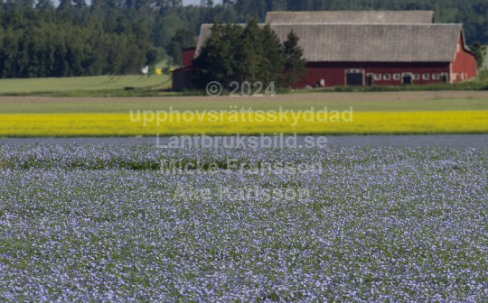 Blommande linfält