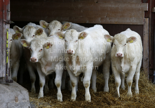 Charolais