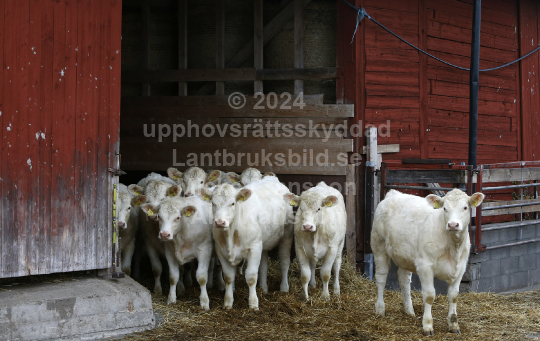 Charolais