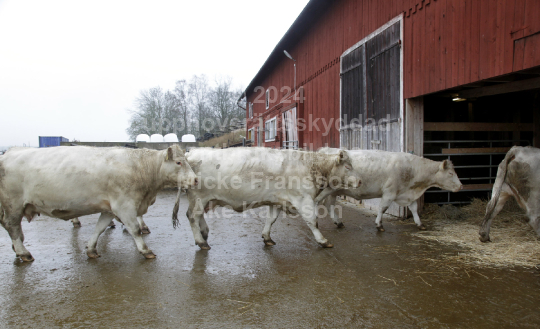 Charolais