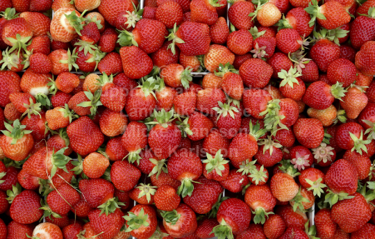 Jordgubbar