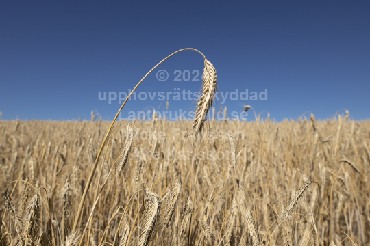 Sädesfält 2022