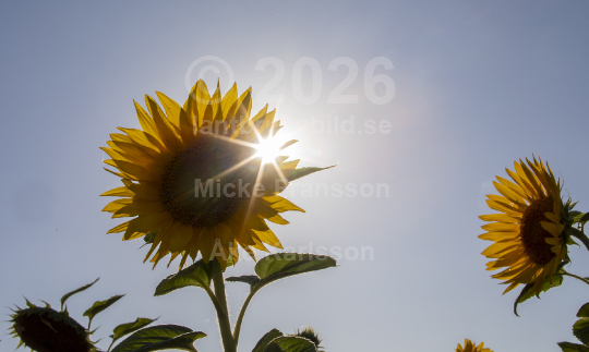 Sommar